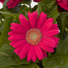Gerbera Mega Revolution Deep Rose w/Light Eye