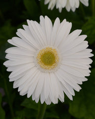 Gerbera Mega Revolution White w/Light Eye
