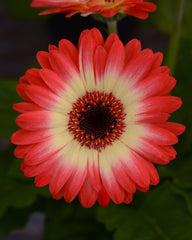 Gerbera Revolution Bicolor Red Lemon