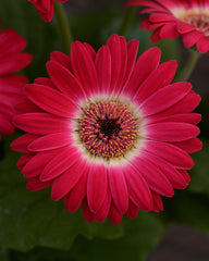 Gerbera Revolution Bicolor Rose White