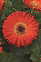 Gerbera Revolution Deep Orange w/Dark Eye