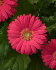 Gerbera Revolution Deep Pink w/Light Eye