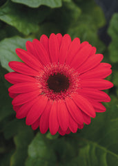 Gerbera Revolution Red w/Dark Eye