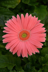 Gerbera Revolution Salmon Shades w/Light Eye