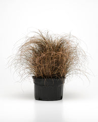 ColorGrass Carex Bronco MPLT