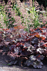 Heuchera Purple Palace