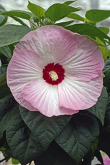 Hibiscus Luna Pink Swirl