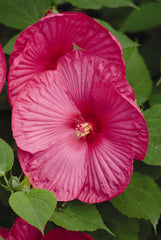 Hibiscus Luna Rose