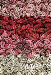 Hypoestes Splash Select Mix