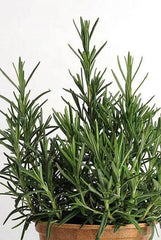 Rosemary