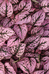 Hypoestes Splash Select Pink