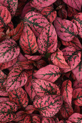 Hypoestes Splash Select Red