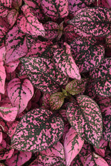 Hypoestes Splash Select Rose