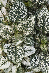 Hypoestes Splash Select White