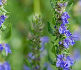 Hyssop