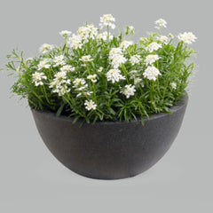 Iberis Snowflurries