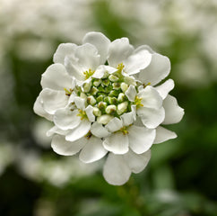 Iberis Whistler
