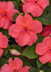 Impatiens Beacon Coral