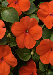 Impatiens Beacon Orange
