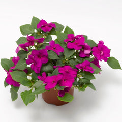 Impatiens Imara XDR Purple