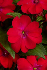 Impatiens Solarscape XL Red Glow