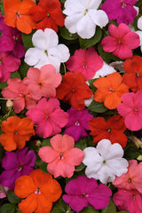 Impatiens Beacon Formula Mix
