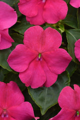 Impatiens Beacon Rose