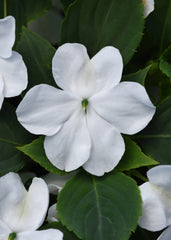 Impatiens Beacon White