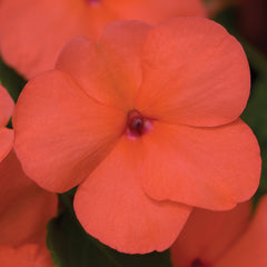 Impatiens Xtreme Salmon