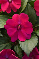 Impatiens SolarScape Magenta Bliss