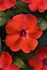 Impatiens Solarscape Orange Burst