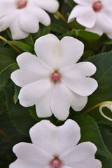 Impatiens SolarScape White Pearl