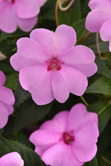 Impatiens SolarScape XL Lilac Spark