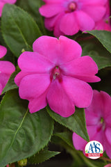 Impatiens Solarscape XL Pink Jewel