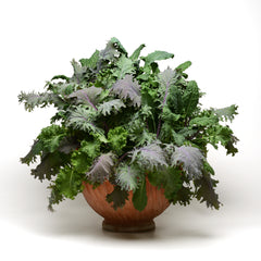 Kale Storm Mix MSPLT