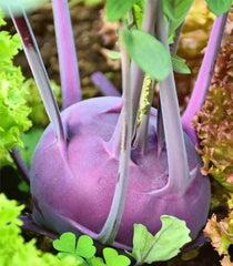 Kohlrabi Purple Vienna