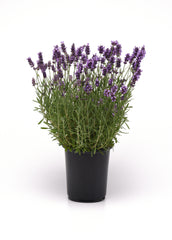 Lavender Ellagance Purple