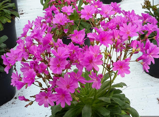 Lewisia Elise Ultra Violet