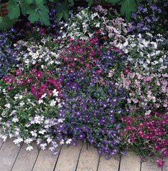 Lobelia Riviera Mix MPLT