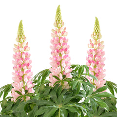 Lupinus Lupini Pink Shades