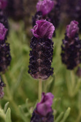 Lavender Bandera Deep Purple