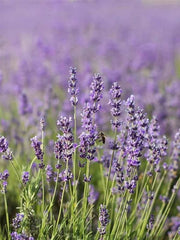 Lavender Vera
