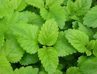 Lemon Balm