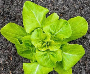 Lettuce Bibb Buttercrunch