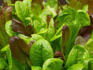 Lettuce Gourmet Salad Leaf Blend