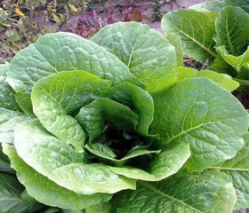 Lettuce Parris Island Cos Romaine