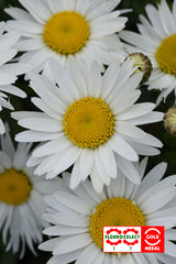 Leucanthemum Madonna