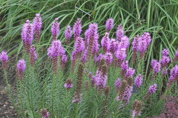 Liatris floristan Violet