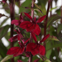 Lobelia Starship Burgundy
