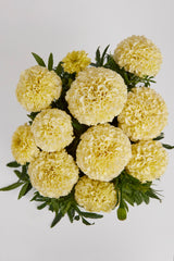 Marigold Lanna Lace DTL